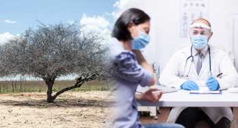 Árvore seca numa região semi-árida ao lado de uma consulta médica com uma paciente